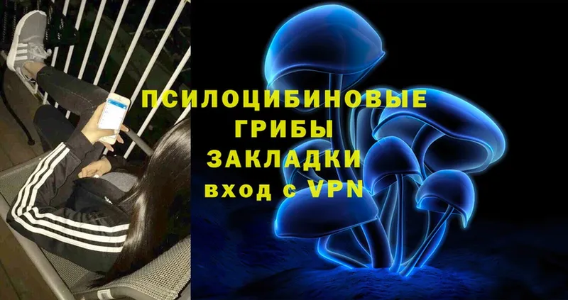 Галлюциногенные грибы Psilocybe  Лихославль 